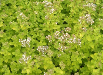 Душица обыкновенная Вайт/К