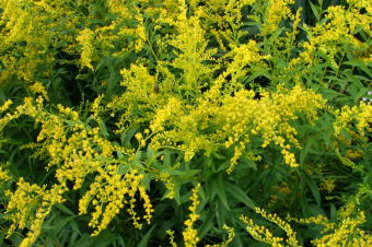 Золотарник Патио