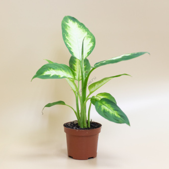Диффенбахия Камилла  D14 H35 см