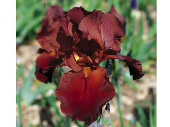 Ирис Germ Sultan`s Palace  1шт