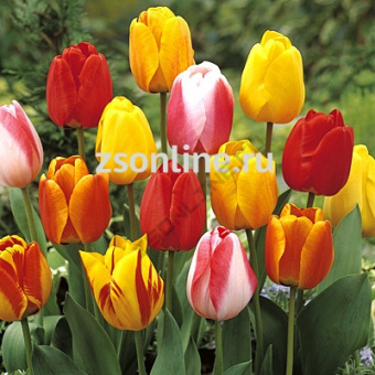 Изображение загружено обработкой по данным файла Excel