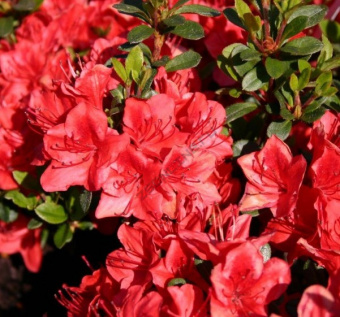 azaliya-yaponskaya-fridonin-900x600