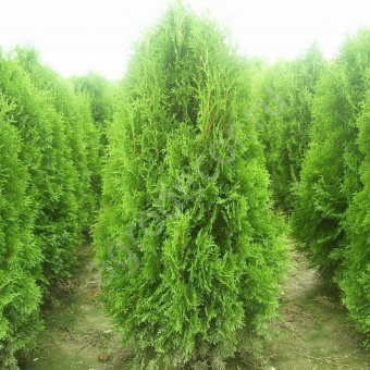 Туя западная `Брабант`,Thuja occidentalis Brabant, 10л, 100-125см