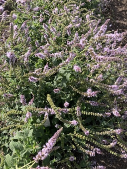 Мята перечная Ландыш/К