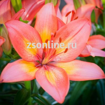 Изображение загружено обработкой по данным файла Excel