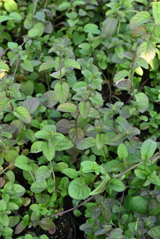 Мята перечная Апельсин/К