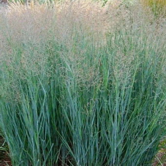 Просо прутьевидное Хэви Металл C3