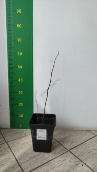 Фундук (Лещина обыкновенная) V3-4л