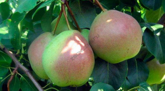 Груша Десертная Россошанская