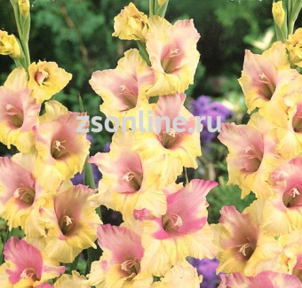 Изображение загружено обработкой по данным файла Excel