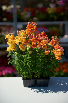 Львиный зев,микс 0,12 (палетка из 10-ти шт)