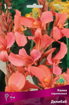 Канна карликовая Делибаб/К