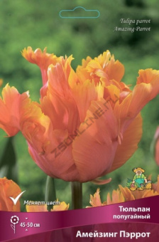 Тюльпан попугайный Амейзинг Пэррот 11-12/К 7шт