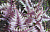 Кочедыжник ниппонский "Ursula s Red", серебристый лист с бордовой полосой,  h35см, С2