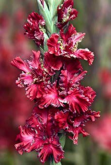 2a89c6f8ba220cd3a58963c498b07a49