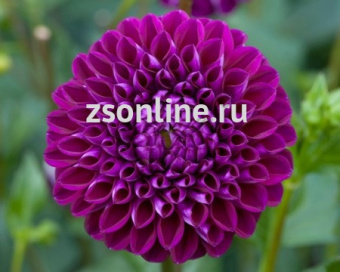 Изображение загружено обработкой по данным файла Excel