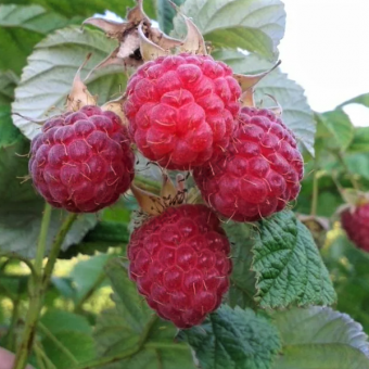 Малина-традиционные-сорта-Метеор1