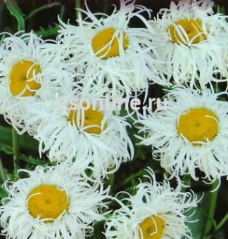 Изображение загружено обработкой по данным файла Excel