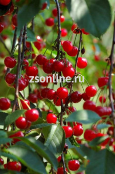 Изображение загружено обработкой по данным файла Excel