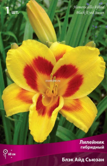 Изображение загружено обработкой по данным файла Excel