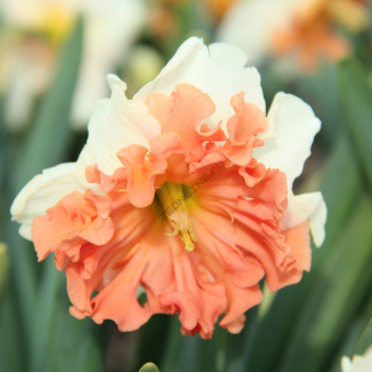 narcissus-shrike-reg-3353