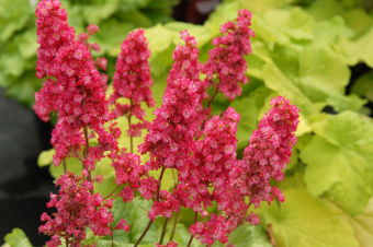 Гейхера гибридная Гавана