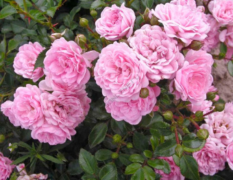 НоменклатураПрисоединенныеФайлы