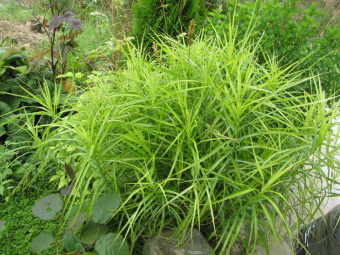 Осока пальмолистная, 1,5 л