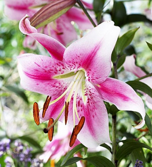 Изображение загружено обработкой по данным файла Excel