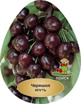 Черешня Ипуть/клоновый подвой/С