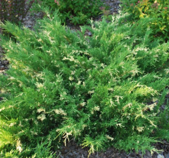 Можжевельник казацкий Вариегата, в горшке 2л, 20-25 см