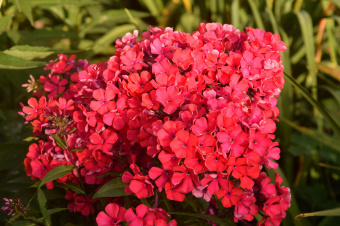 Флокс метельчатый Star Fire