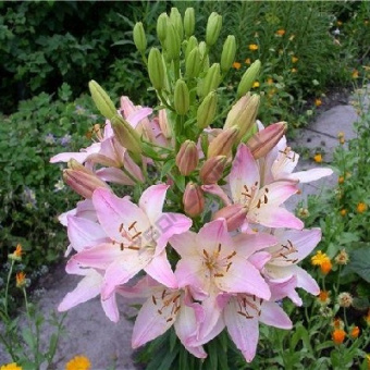 Лилия Азиатская Марлен