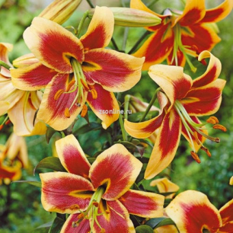 Изображение загружено обработкой по данным файла Excel