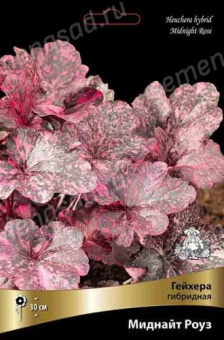 Гейхера гибридная Миднайт Роуз(листья блест.шоколад.с розово-малиновым крапом,1шт)