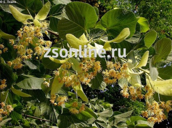 Изображение загружено обработкой по данным файла Excel