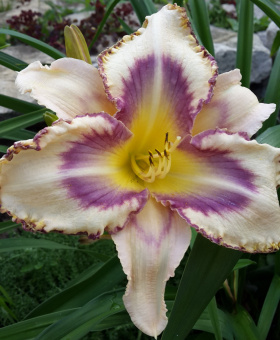 Лилейник гибридный Дестинд ту Си