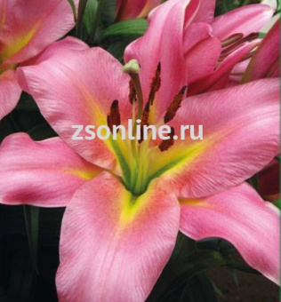 Изображение загружено обработкой по данным файла Excel