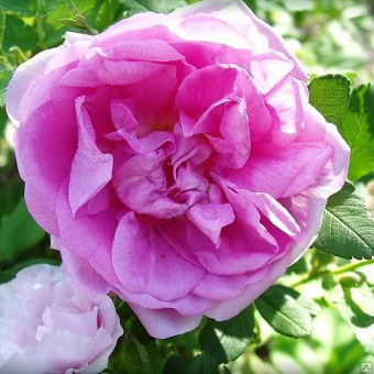 Роза канадская парковая Васагеминг (розовый, махровый, высота 1,5-1,8м)