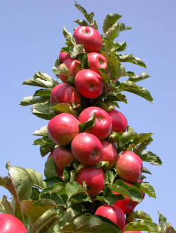 Moskovskoe_ozherele_sort11