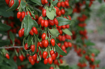 proven_winners_lycium_sweet_lifeberry_goji_berry_0