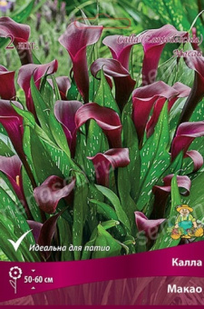 Калла Макао 12-14/К 2шт
