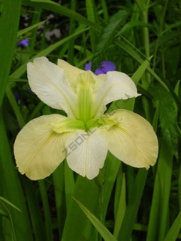 Ирис луизианский в асс.V1,5л