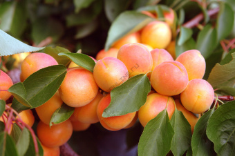 Абрикос Краснощекий