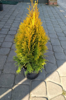 Туя Смарагд Бридж C 5