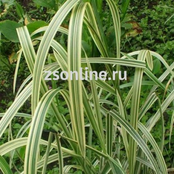 Изображение загружено обработкой по данным файла Excel