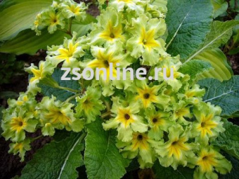 Изображение загружено обработкой по данным файла Excel