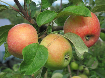 36b957150682442583fc675a6886a3ff