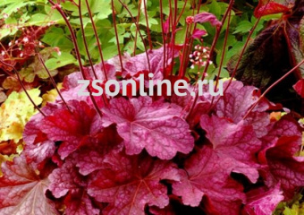 Гейхера гибридная Берри Смути(ярко-малиновые листья с фиолетовыми прожилками, цветки кремовые) 1шт