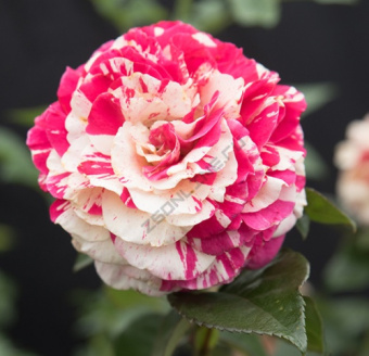 Роза плетистая Кенди Лэнд/ЦКор